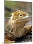 Land Iguana, Isla Isabela, Galapagos Islands, Ecuador-Michael DeFreitas-Mounted Photographic Print