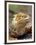 Land Iguana, Isla Isabela, Galapagos Islands, Ecuador-Michael DeFreitas-Framed Photographic Print