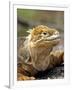 Land Iguana, Isla Isabela, Galapagos Islands, Ecuador-Michael DeFreitas-Framed Photographic Print