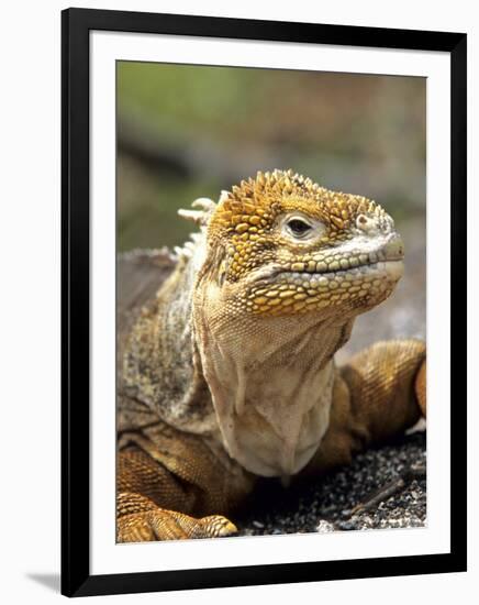 Land Iguana, Isla Isabela, Galapagos Islands, Ecuador-Michael DeFreitas-Framed Photographic Print