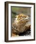 Land Iguana, Isla Isabela, Galapagos Islands, Ecuador-Michael DeFreitas-Framed Photographic Print