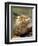 Land Iguana, Isla Isabela, Galapagos Islands, Ecuador-Michael DeFreitas-Framed Photographic Print