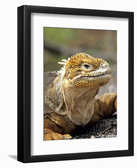 Land Iguana, Isla Isabela, Galapagos Islands, Ecuador-Michael DeFreitas-Framed Photographic Print