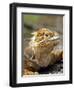 Land Iguana, Isla Isabela, Galapagos Islands, Ecuador-Michael DeFreitas-Framed Photographic Print