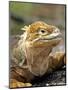 Land Iguana, Isla Isabela, Galapagos Islands, Ecuador-Michael DeFreitas-Mounted Photographic Print