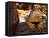 Land Iguana, Laz Plazas, Galapagos Islands, Ecuador-Kristin Piljay-Framed Stretched Canvas