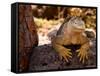 Land Iguana, Laz Plazas, Galapagos Islands, Ecuador-Kristin Piljay-Framed Stretched Canvas