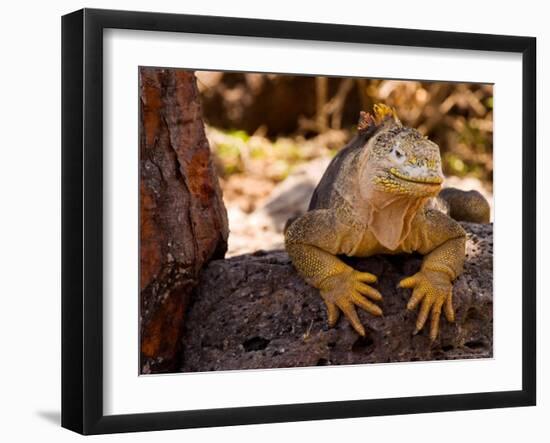 Land Iguana, Laz Plazas, Galapagos Islands, Ecuador-Kristin Piljay-Framed Photographic Print