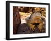 Land Iguana, Laz Plazas, Galapagos Islands, Ecuador-Kristin Piljay-Framed Photographic Print