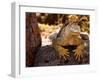 Land Iguana, Laz Plazas, Galapagos Islands, Ecuador-Kristin Piljay-Framed Photographic Print