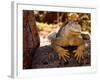 Land Iguana, Laz Plazas, Galapagos Islands, Ecuador-Kristin Piljay-Framed Photographic Print