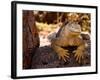 Land Iguana, Laz Plazas, Galapagos Islands, Ecuador-Kristin Piljay-Framed Photographic Print