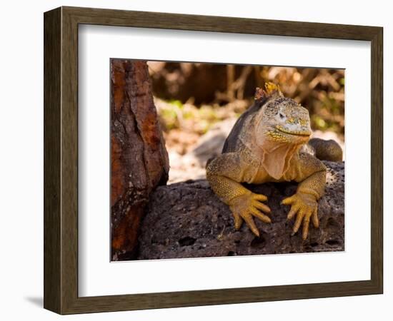 Land Iguana, Laz Plazas, Galapagos Islands, Ecuador-Kristin Piljay-Framed Photographic Print