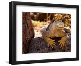 Land Iguana, Laz Plazas, Galapagos Islands, Ecuador-Kristin Piljay-Framed Photographic Print