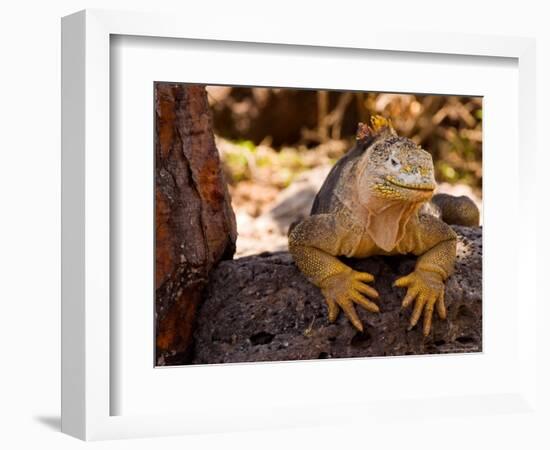 Land Iguana, Laz Plazas, Galapagos Islands, Ecuador-Kristin Piljay-Framed Photographic Print