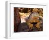 Land Iguana, Laz Plazas, Galapagos Islands, Ecuador-Kristin Piljay-Framed Photographic Print