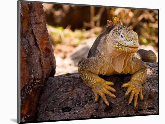 Land Iguana, Laz Plazas, Galapagos Islands, Ecuador-Kristin Piljay-Mounted Photographic Print