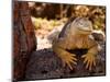 Land Iguana, Laz Plazas, Galapagos Islands, Ecuador-Kristin Piljay-Mounted Photographic Print