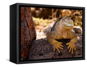 Land Iguana, Laz Plazas, Galapagos Islands, Ecuador-Kristin Piljay-Framed Stretched Canvas