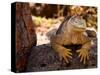 Land Iguana, Laz Plazas, Galapagos Islands, Ecuador-Kristin Piljay-Stretched Canvas