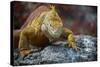 Land Iguana of South Plaza Island, Galapagos, Ecuador-Kymri Wilt-Stretched Canvas