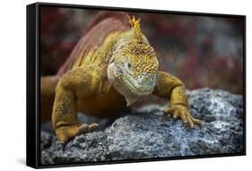 Land Iguana of South Plaza Island, Galapagos, Ecuador-Kymri Wilt-Framed Stretched Canvas