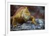 Land Iguana of South Plaza Island, Galapagos, Ecuador-Kymri Wilt-Framed Photographic Print