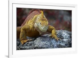 Land Iguana of South Plaza Island, Galapagos, Ecuador-Kymri Wilt-Framed Photographic Print