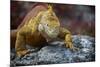Land Iguana of South Plaza Island, Galapagos, Ecuador-Kymri Wilt-Mounted Photographic Print