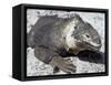 Land Iguana, Plaza Island, Galapagos Islands, Ecuador, South America-Walter Rawlings-Framed Stretched Canvas