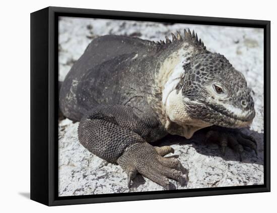 Land Iguana, Plaza Island, Galapagos Islands, Ecuador, South America-Walter Rawlings-Framed Stretched Canvas