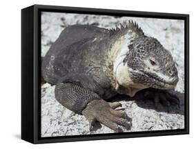 Land Iguana, Plaza Island, Galapagos Islands, Ecuador, South America-Walter Rawlings-Framed Stretched Canvas