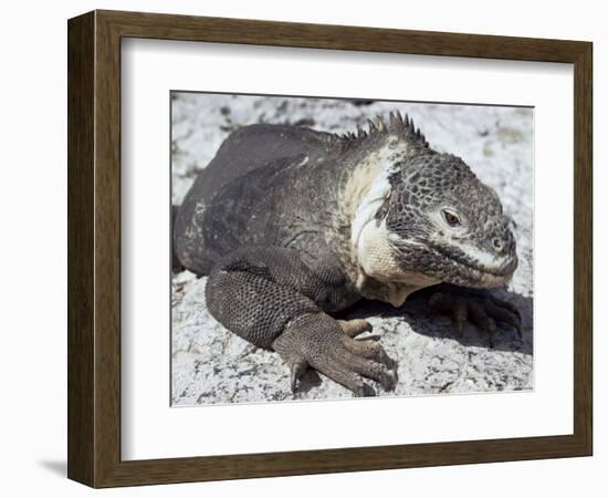 Land Iguana, Plaza Island, Galapagos Islands, Ecuador, South America-Walter Rawlings-Framed Photographic Print