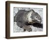 Land Iguana, Plaza Island, Galapagos Islands, Ecuador, South America-Walter Rawlings-Framed Photographic Print