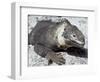 Land Iguana, Plaza Island, Galapagos Islands, Ecuador, South America-Walter Rawlings-Framed Photographic Print