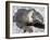 Land Iguana, Plaza Island, Galapagos Islands, Ecuador, South America-Walter Rawlings-Framed Photographic Print