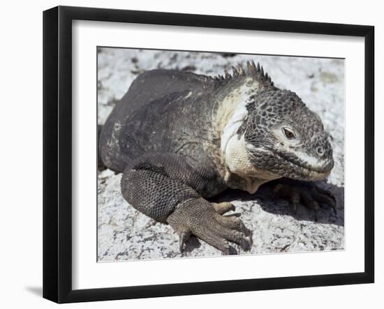 Land Iguana, Plaza Island, Galapagos Islands, Ecuador, South America-Walter Rawlings-Framed Photographic Print