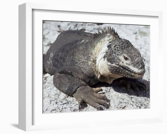 Land Iguana, Plaza Island, Galapagos Islands, Ecuador, South America-Walter Rawlings-Framed Photographic Print