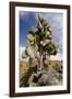 Land Iguana under Prickly Pear Cactus, South Plaza Island, Ecuador-Cindy Miller Hopkins-Framed Photographic Print