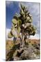 Land Iguana under Prickly Pear Cactus, South Plaza Island, Ecuador-Cindy Miller Hopkins-Mounted Photographic Print