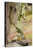 Land Iguana under Prickly Pear Cactus, South Plaza Island, Ecuador-Cindy Miller Hopkins-Stretched Canvas