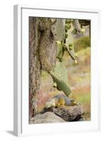 Land Iguana under Prickly Pear Cactus, South Plaza Island, Ecuador-Cindy Miller Hopkins-Framed Photographic Print