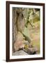 Land Iguana under Prickly Pear Cactus, South Plaza Island, Ecuador-Cindy Miller Hopkins-Framed Photographic Print