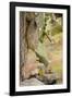 Land Iguana under Prickly Pear Cactus, South Plaza Island, Ecuador-Cindy Miller Hopkins-Framed Photographic Print