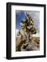 Land Iguana under Prickly Pear Cactus, South Plaza Island, Ecuador-Cindy Miller Hopkins-Framed Photographic Print