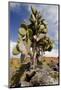 Land Iguana under Prickly Pear Cactus, South Plaza Island, Ecuador-Cindy Miller Hopkins-Mounted Photographic Print