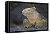 Land Iguana-DLILLC-Framed Stretched Canvas