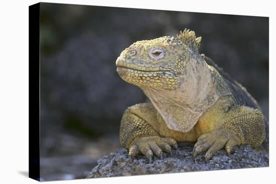 Land Iguana-DLILLC-Stretched Canvas