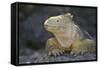 Land Iguana-DLILLC-Framed Stretched Canvas