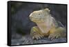 Land Iguana-DLILLC-Framed Stretched Canvas